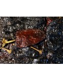 CHILE ANCHO