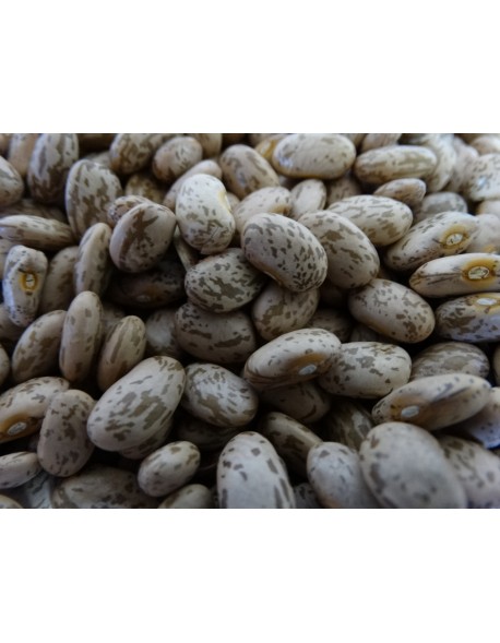 FRIJO PINTO AMERICANO