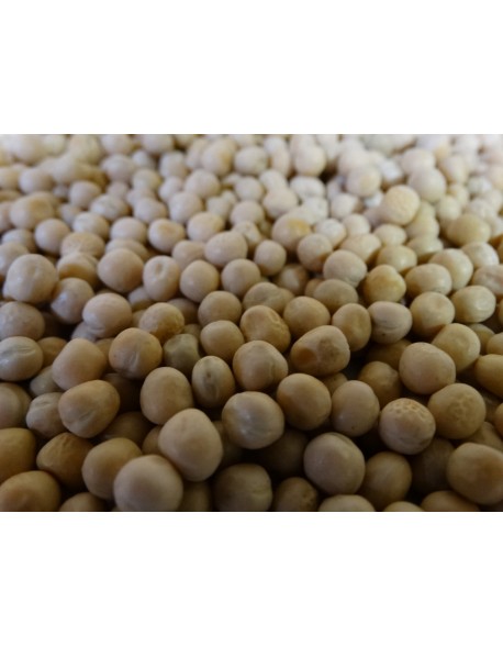 ARBERJON ORO AMARILLO