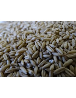 AVENA PARA PAJARO