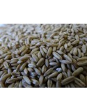 AVENA PARA PAJARO